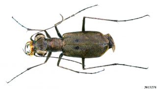 Coleoptera Cicindelidae Gen.  Sp.  Indonesia Sumatra 7mm