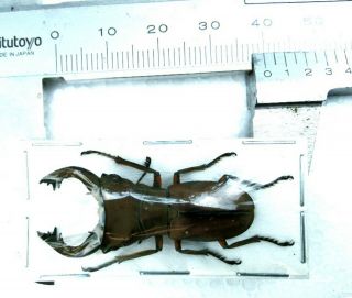 Cyclommatus Pulchellus 39mm From Irian Jaya Indonesia