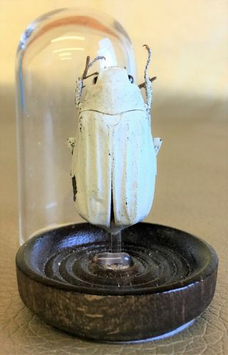 G18 Entomology Taxidermy White Snow Beetle Glass Dome Display Collectible Insect
