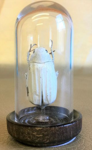 G18 Entomology Taxidermy White Snow Beetle Glass Dome Display Collectible insect 2