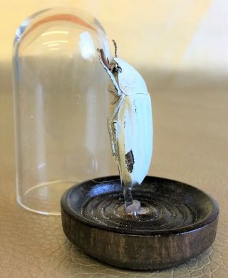 G18 Entomology Taxidermy White Snow Beetle Glass Dome Display Collectible insect 3