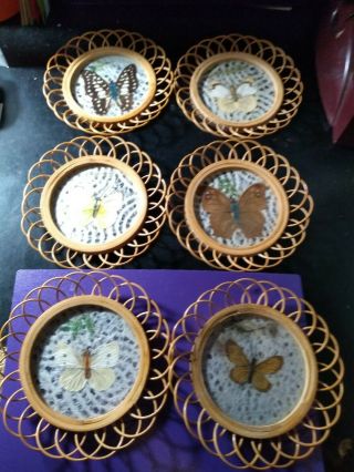 Vintage Mcm Butterfly Under Glass Wood Bamboo Coasters Boho Set Of 6 Real Wings