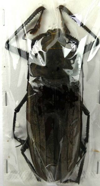 Beetles,  (s1028),  Cerambycidae,  Xixuthrus Microcerus Lunicollis,  Male
