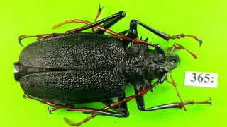 Cerambycidae Psalidognathus Antonkozlovi Female 46mm From Peru 365