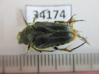 34174.  Unmounted Insects: Cetoniidae.  North Vietnam