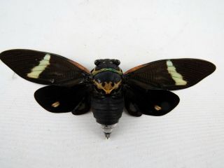 Formotosena Montivaga Cicada Taxidermy Real Insect