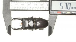 Beetle Lucanidae Dorcus Sp.  57mm W.  Yunnan