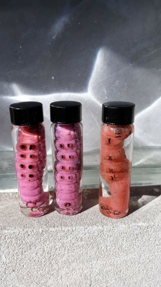 1 Preserved Horn Worm Stained Uv Taxidermy Tomato Wet Specimen Feeder Insect