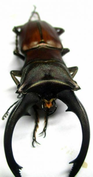 O002 Lucanidae: Cyclommatus Alagari Male 53mm