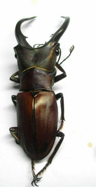 o002 Lucanidae: Cyclommatus alagari male 53mm 4