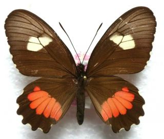 Venezuelan Butterflies Caught In The 70ies - Parides Erithalion Ssp.  ? 5 (f)