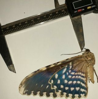 Noctuidae/moth Thysania Agrippina Sp Code 136 From Peru