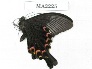 Butterfly.  Papilio Polyctor Ssp.  C Of Nepal,  Kathmandu Valley.  1m.  Ma2225.