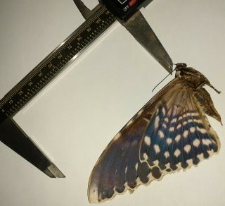 Noctuidae/moth Thysania Agrippina Sp Code 123 From Peru