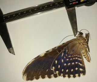 Noctuidae/moth Thysania Agrippina Sp Code 116 From Peru