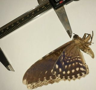 Noctuidae/moth Thysania Agrippina Sp Code 113 From Peru