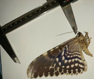 Noctuidae/moth Thysania Agrippina Sp Code 107 From Peru