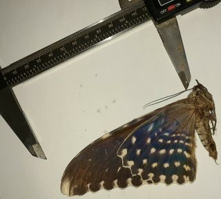 Noctuidae/moth Thysania Agrippina Sp Code 106 From Peru