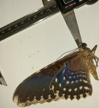 Noctuidae/moth Thysania Agrippina Sp Code 104 From Peru