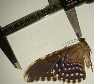 Noctuidae/moth Thysania Agrippina Sp Code 103 From Peru