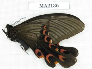 Butterfly.  Papilio Elwesi Ssp.  China,  Hunan,  Yongzhou.  1m.  Ma2136.