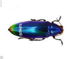 Buprestidae - Jewel Beetle - Chrychroa Fulimans (violet Blue) - East Java (b007)