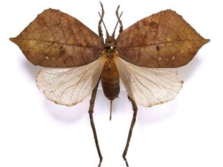 Mimetica Sp Brown Leaf Mimic Katydid Orthoptera Female Rarity Costa Rica Pinned
