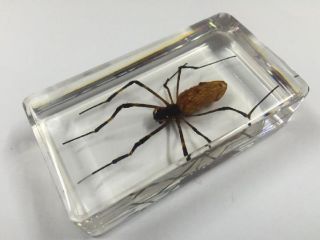 Spider Insect Golden Spider Insect Specimen In Lucite Ice Block Paperweight Ng