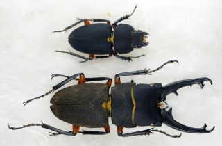 Coleoptera Lucanidae Leptinopterus Femoratus Pair A1 Unmounted 31,  23 Mm Male