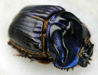 Coleoptera Scarabaeidae Coprophanaeus Bellicosus A1 Unmounted 26,  7 Mm