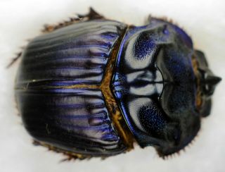 Coleoptera Scarabaeidae Coprophanaeus bellicosus A1 unmounted 26,  7 mm 2