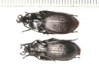 Carabidae Tenebrionidae Carabus Ground Beetle Nepal