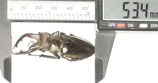 Lucanidae Lucanus Thibetanus Gennestieri 53.  4mm W.  Yunnan