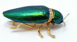 2x Real Green Iridescent Jewel Beetle Elytra Sternocera Insect Brooch/pin T8