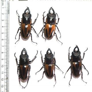 Lucanidae.  5 X Prosopocoilus Fabricei. ,  45mm.  Peleng Is.  (20)
