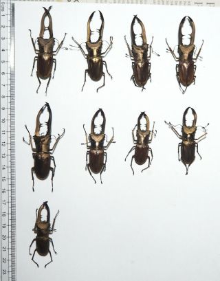 Lucanidae.  9 X Cyclommatus Metallifer.  Palu (1)