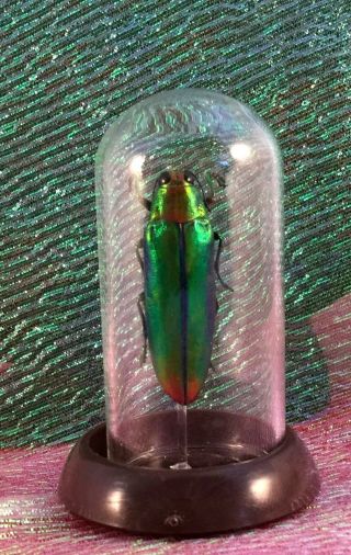 E26 Entomology Taxidermy Lg Jewel Beetle Glass Dome Display Specimen Insect Bug