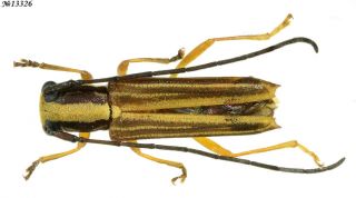 Coleoptera Cerambycidae Gen.  Sp.  Indonesia Sumatra 9mm