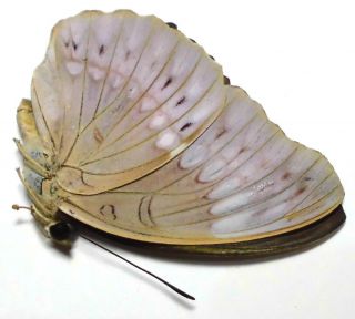 Bassarona Teuta Eson Female 43mm Eu19 Nymphalidae Butterflies Palawan