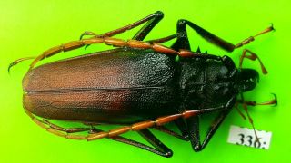 Cerambycidae Psalidognathus Antonkozlovi Male 50mm From Peru 336