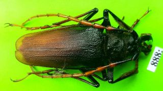 Cerambycidae Psalidognathus Antonkozlovi Male 49mm From Peru 888