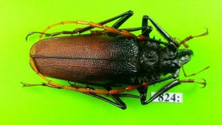 Cerambycidae Psalidognathus Antonkozlovi Male 48mm From Peru 824