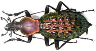 13.  Carabidae - Carabus (coptolabrus) Augustus Ssp.  Yangminshanicus.  Male