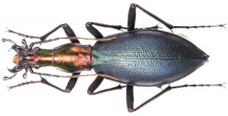 6.  Carabidae - Carabus (damaster) Blaptoides Ssp.  Viridipennis… Female