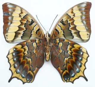 CHARAXES EURIALUS FEMALE FROM CERAM ISL (repaired) 2