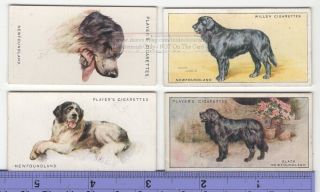 Newfoundland Dog 4 Different Vintage Ad Trade Cards 3 Canine Pet