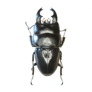 Beetle - Dorcus Alcides Male 82 Mm,  - From Sumatra