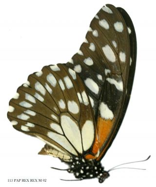 Insect Butterfly Moth Papilionidae Papilio Rex Rex - Rare 115 Pap Rex Rex M 02