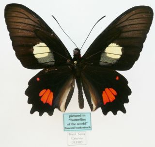 Parides Anchises Nephalion Male From S - Brazil (pictured In Butterflies Of The Wo