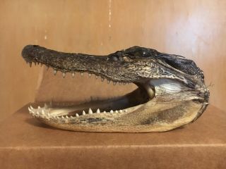 6.  5 " Real Alligator Gator Head Skull Taxidermy W/ Real Teeth